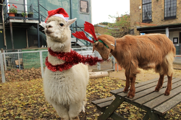 Vauxhall City Farm Christmas Family Fun Day